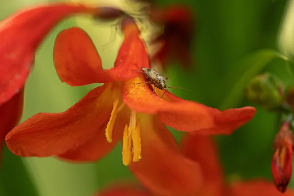 20250905-Bloem-Insect-MAC00592