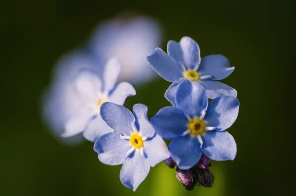 20260514-FS-blauw-bloempje-ABC-1
