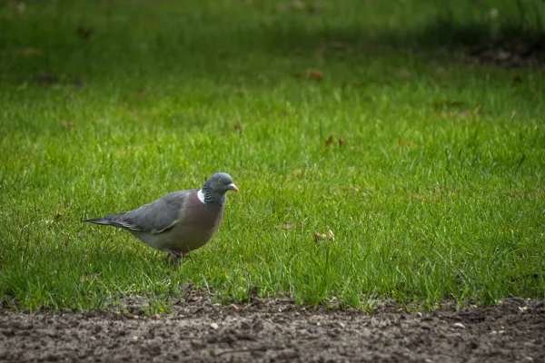 20260405-Duif-MAC00001-1