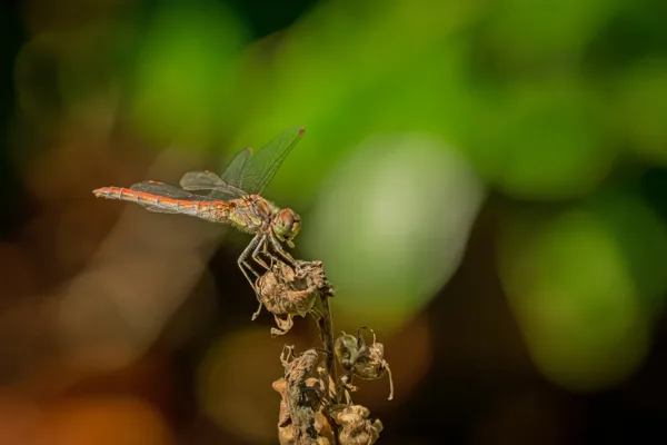 20260829-Libelle-100macro1-MAC00429-1
