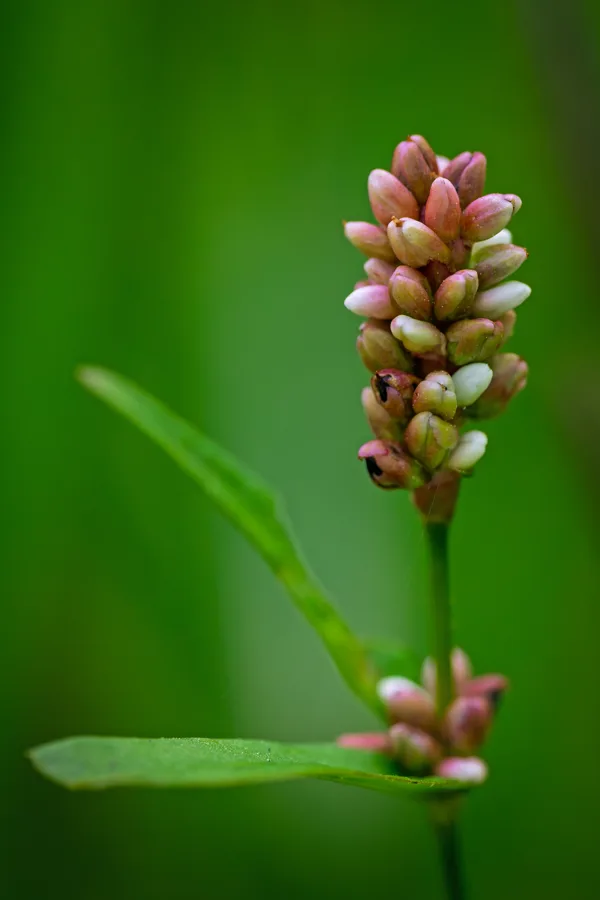 20260619-Bloem-MAC00006-1