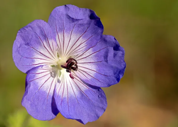 20241007-FS-1416-1420-paarse-bloem