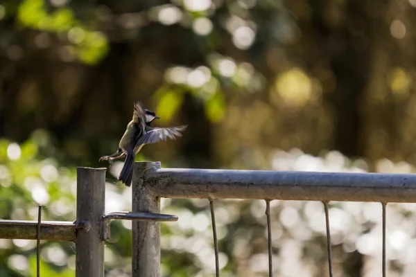 20260426-meesje-MAC00234-1