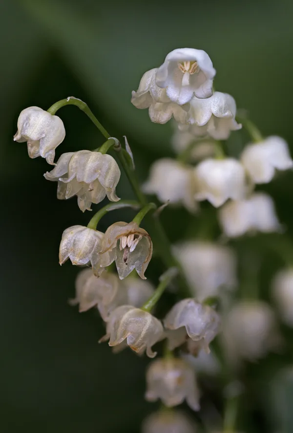 20260514-Lelietjes-v-dalen-