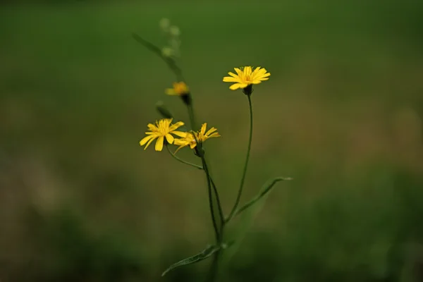 20250815_Bloem-MAC2012