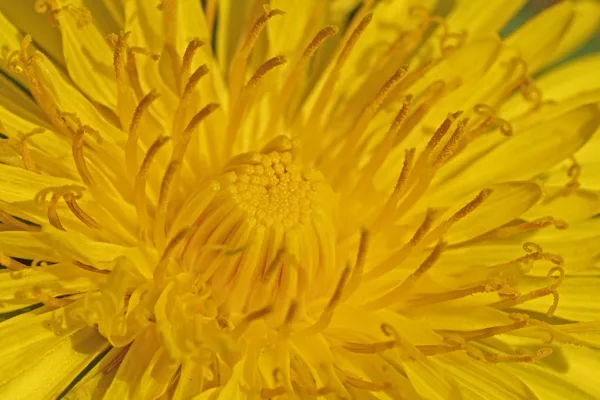 20260414-paardebloem-MAC00018-1