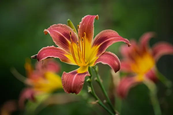 20260704-Bloem-MAC00035
