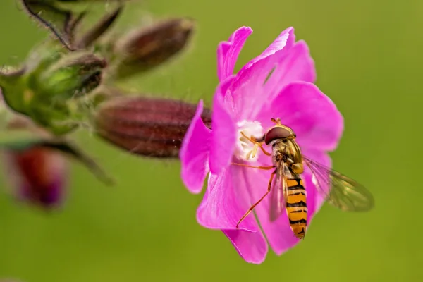 20250622-zweefvlieg-op-bloem_MAC0001-zoomed