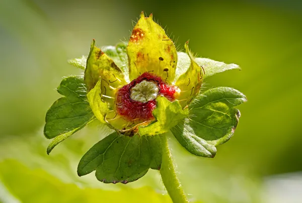 20250618-FS-wilde-aardbei00