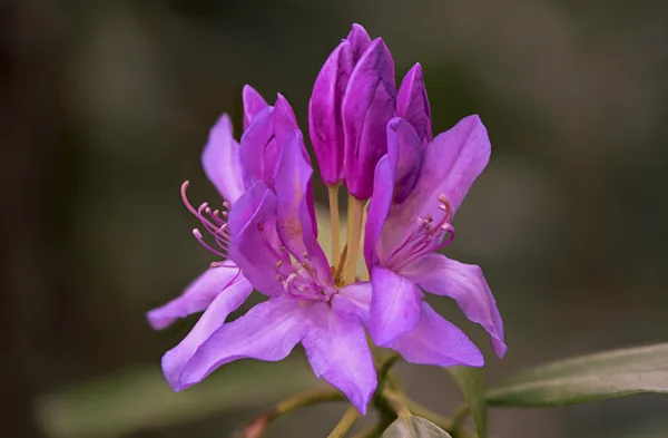 20250729-FS-rododon-roze