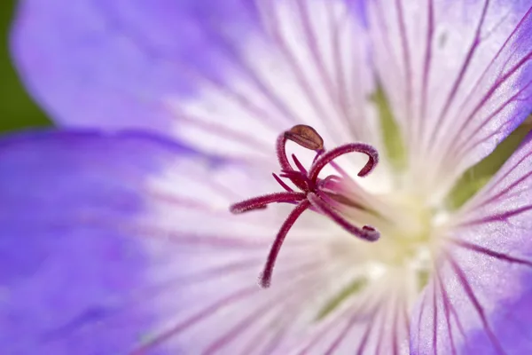 20241008-Paarse-bloem_MAC0086