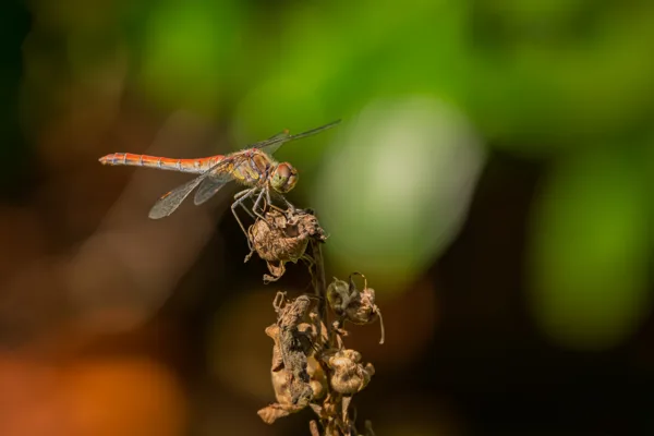 20260829-Libelle-100macro1-MAC00402-1