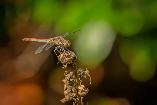 20260829-Libelle-100macro1-MAC00410-1