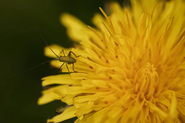 20260418-nimf-struiksprinkhaan-MAC00593-1