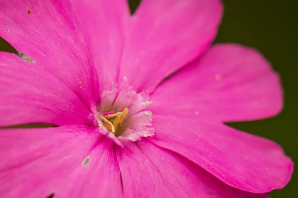 20260503-Bloemen-MAC00002