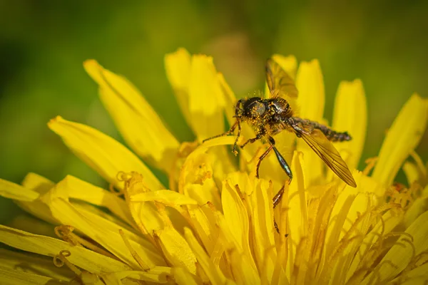 20260414-steekvlieg-paardebloem-MAC00071-1