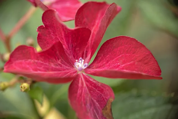 20240925-Bloem_MAC1315