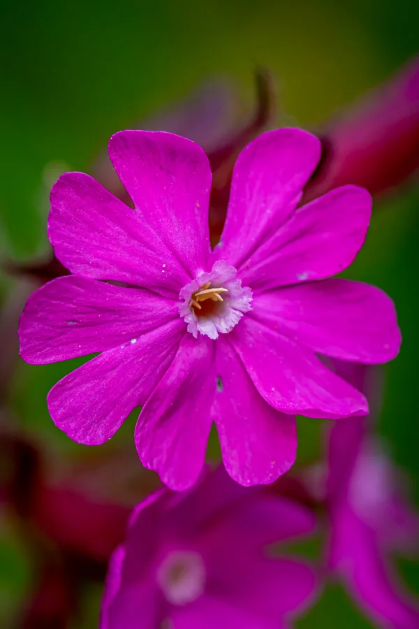 20260510-Bloemen-MAC00092-153-HDR