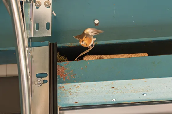 20260426-roodborstje-MAC00055-1