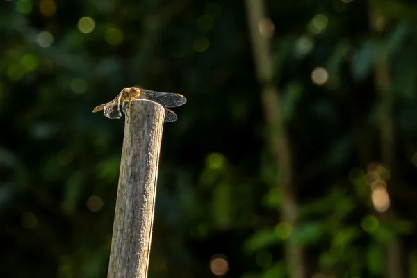 20250907-Libelle-MAC00078