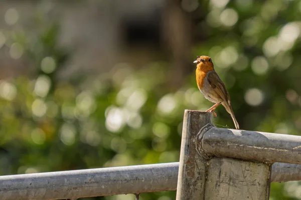 20260426-roodborstje-MAC00071-1