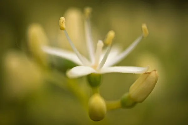 20260510-Bloemen-MAC00338