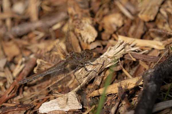 20240929-Libelle_MAC0229