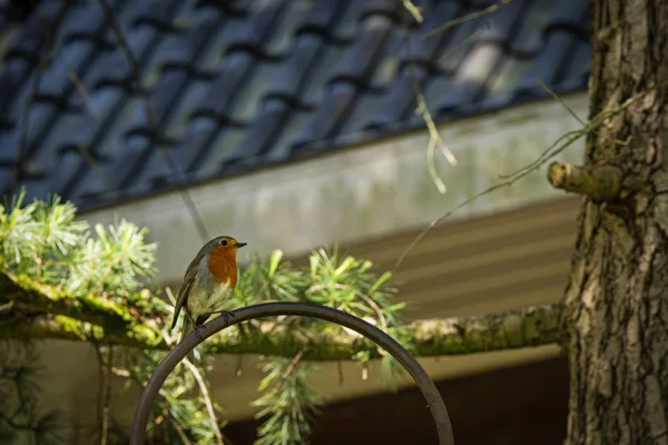 20260421-roodborstje-MAC00129-1