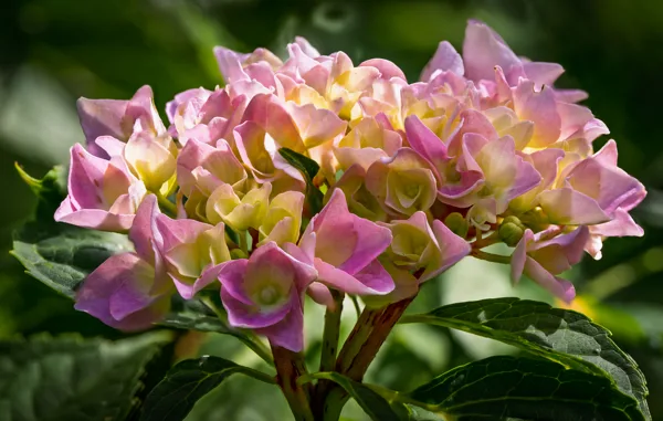20260623-FS-hortensia1
