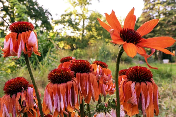 20250821-bloem_MAC2099