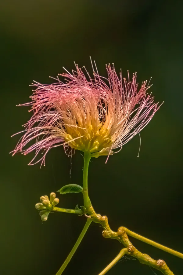 20260827-Albizia-MAC00141-1