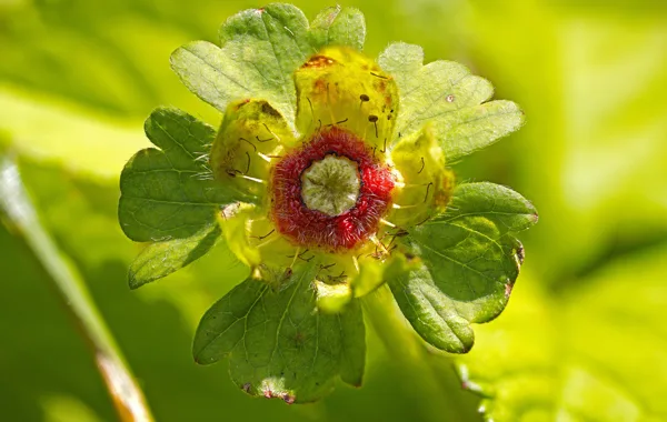 20250618-FS-wilde-aardbei01