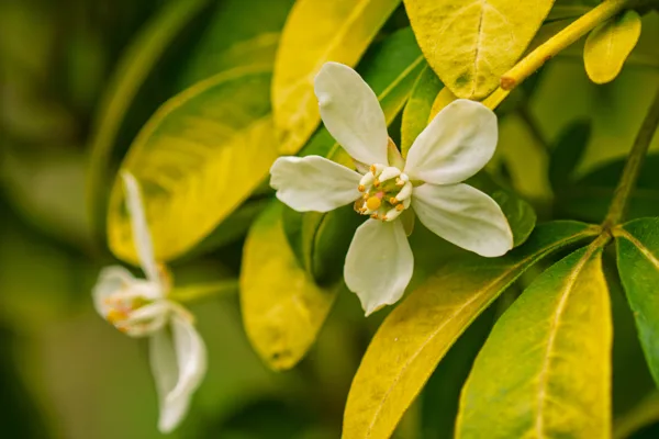 20260503-Bloemen-MAC00131