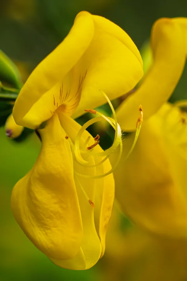 20260503-Bloemen-MAC00010