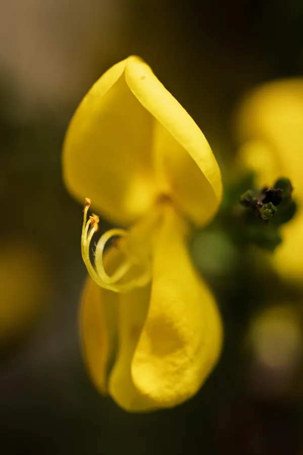20260510-Bloemen-MAC00017-1