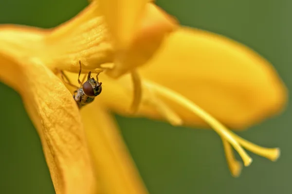 20250727-vuurpijl_zweefvlieg-MAC1484