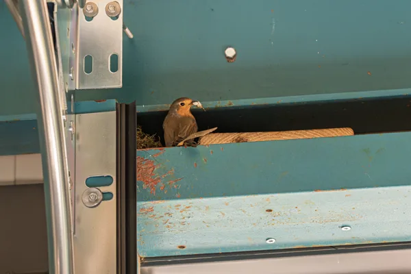 20260426-roodborstje-MAC00054-1