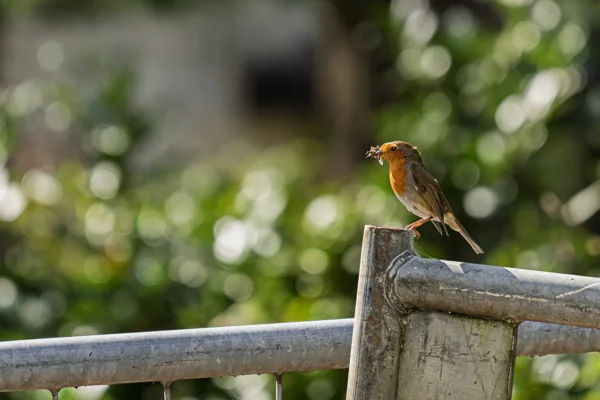 20260426-roodborstje-MAC00219-1