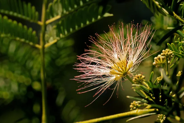 20250720-Albiziabloem_MAC1092