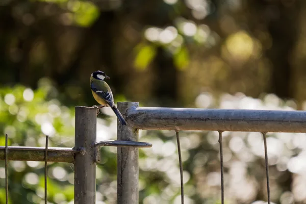 20260426-meesje-MAC00232-1