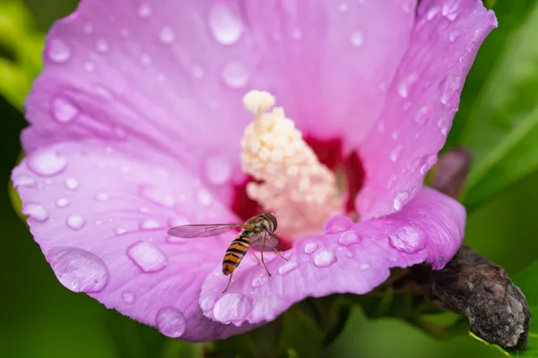 20260819-Hibiscus-vlieg-MAC00550-