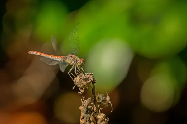 20260829-Libelle-100macro1-MAC00427-1