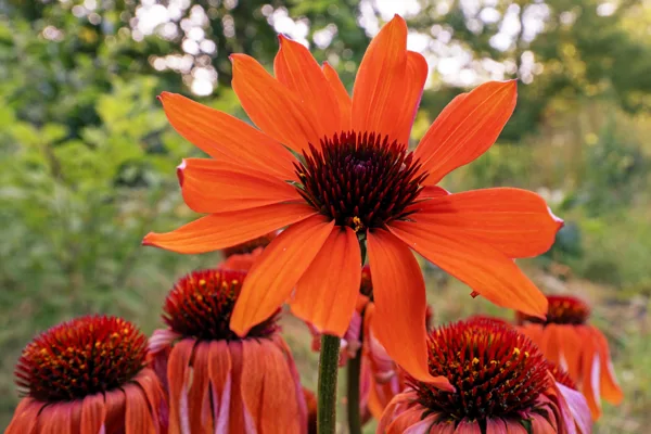 20250821-bloem_MAC2063