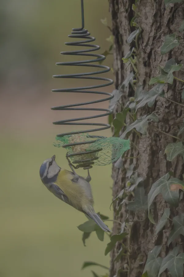 20260331-Meesje-MAC00049-1