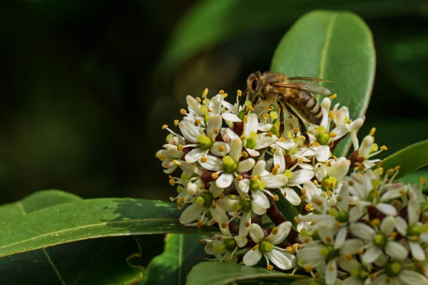 20260410-steekvlieg-MAC00172-1