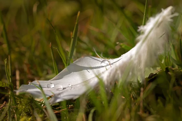 20240929-Veer_MAC0270-2