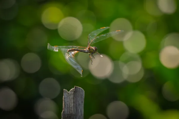 20260829-Libelle-100macro1-MAC00064-1