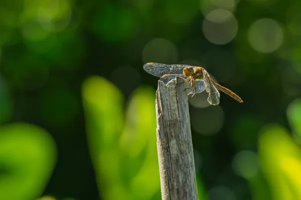 20260829-Libelle-100macro1-MAC00219