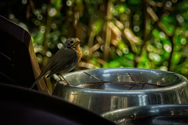 20260907-Vogels-MAC00255