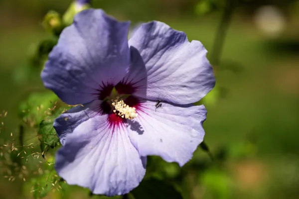 20250815-Hibiscus-mier-_MAC1897